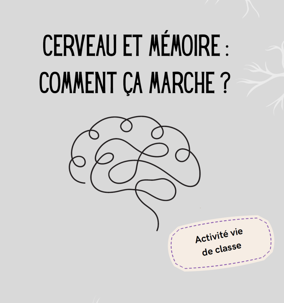 Cerveau et mémoire : comment ça marche  ?